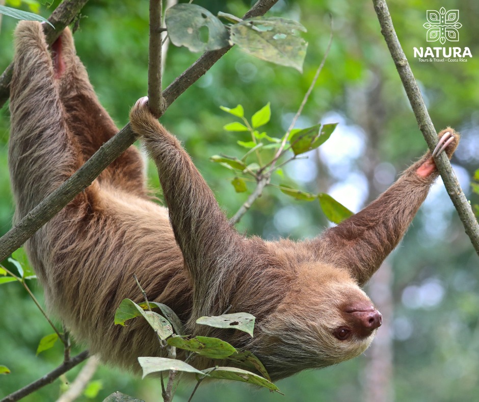 Discover Costa Rica The Perfect Escape for Mexican Travelers