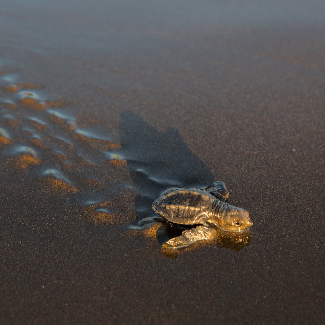 Aventuras en Tortuguero la experiencia de una viajera española