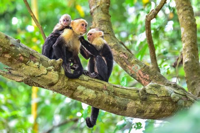 Parque Nacional Manuel Antonio 2