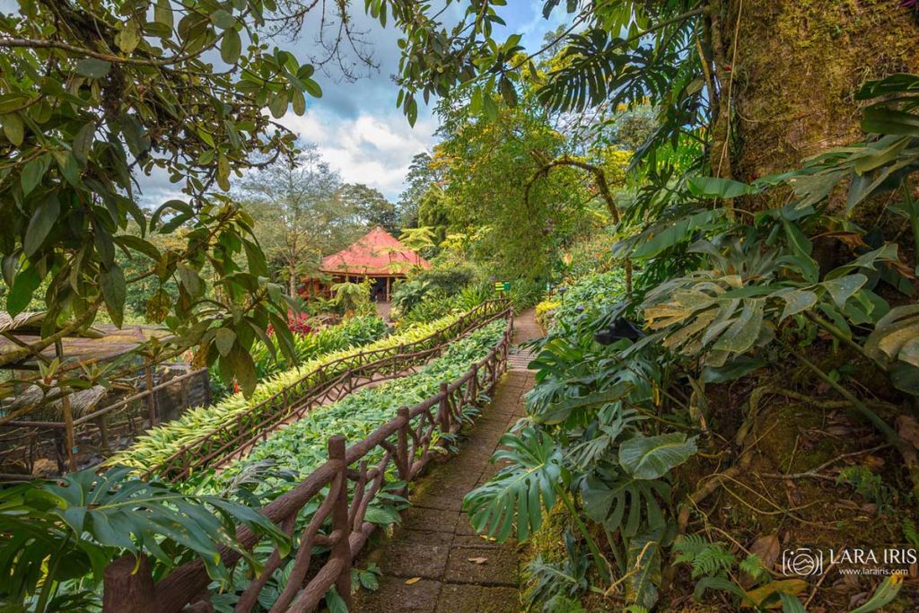 Poás + Café + Catarata La Paz 1